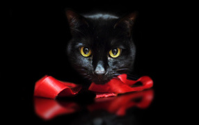 Черный кот с лентой на черном фоне