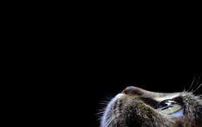 Кот смотрит вверх на черном фоне