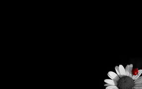 Цветок на черных обоях