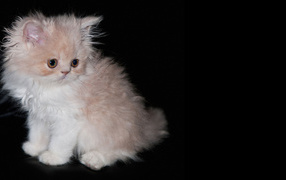 Пушистый котенок на черном фоне