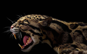 Оскал леопарда на черном фоне