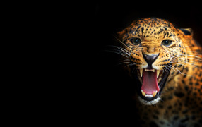 Leopard on a black background
