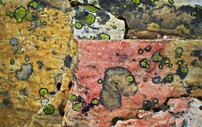 Плесень на камнях