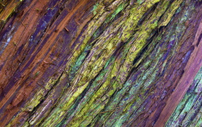 Крашеная кора