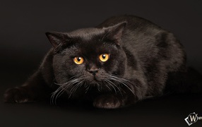 Scared cat on a black background