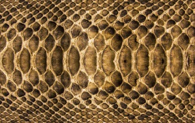 Змеиная кожа