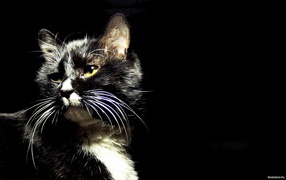 Пятнистый кот на черном фоне