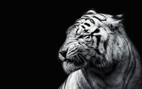 White tiger on a black background