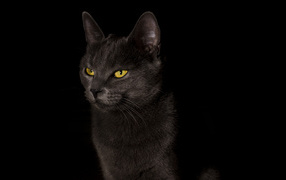 Yellow-eyed black cat on a black background
