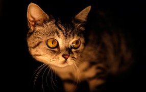 Yellow cat on a black background