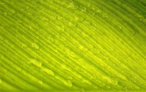 Зеленый лист с каплями