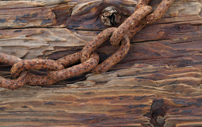 Ржавая цепь на старом дереве