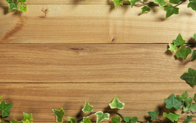 Плющ на деревянном полу