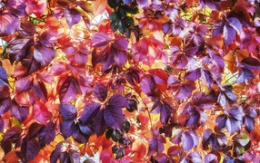 Разноцветные осенние листъя