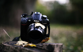 Никон на пне