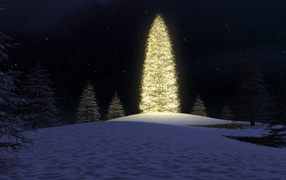 Christmas tree in the forest