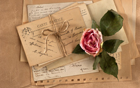 Засохшая роза на старой открытке