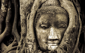 Лицо Будды в дереве