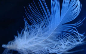 Пушистое неоновое перо