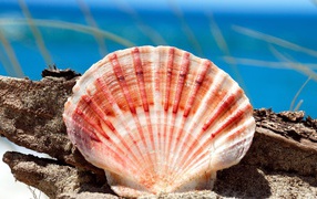 Морская ракушка