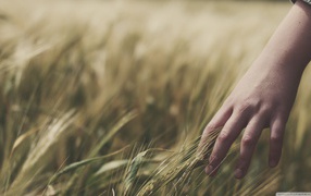 Колосья пшеницы в руке