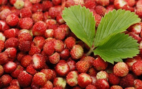 Лесная земляника