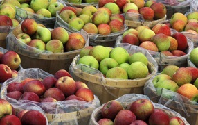 Урожай яблок в корзинах