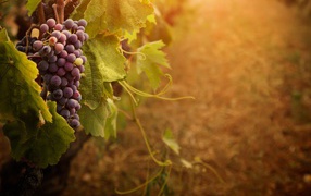 Гроздь винограда на ветке