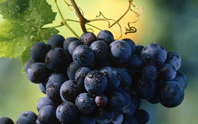Гроздь винограда с каплями