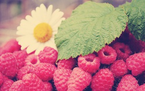 	   Raspberry and chamomile