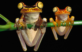 Лягушки висят на ветке