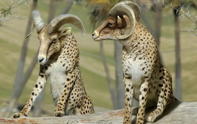 Бараны в леопардовой шкуре