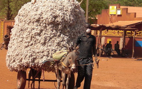 Маленький осел везет большой воз