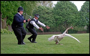 Полиция ловит гуся