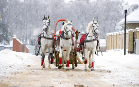 Русская тройка на Масленицу