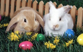 Кролики у забора на Пасху