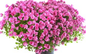 Огромный букет розовых цветов девушке на восьмое марта