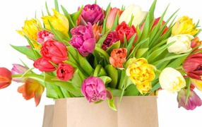 Beautiful bouquet of tulips on March 8