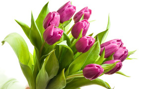 Beautiful pink tulips for girl on March 8