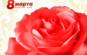 Великолепная роза на 8 марта