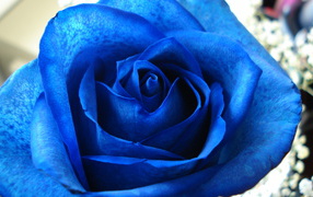 Синяя роза в подарок на восьмое марта