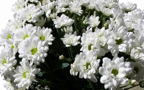 Букет из белых хризантем на восьмое марта