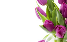 Нежные цветы на 8 марта