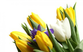 Цветы для девушки к 8 марта