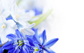 Великолепные цветы на 8 марта