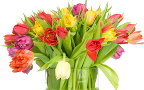 Large bouquet of tulips for girl on March 8
