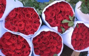 Luxury flowers of red roses on March 8