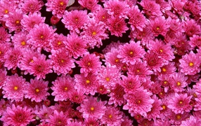 Луг на 8 марта