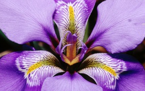 Purple iris on March 8
