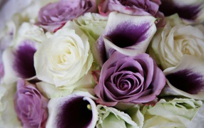 Фиолетовые розы в красивом букете на восьмое марта